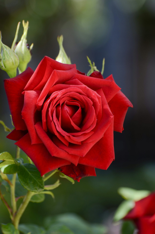 Happy life flowers and gifts shop in Al shahamah Abu dhabi